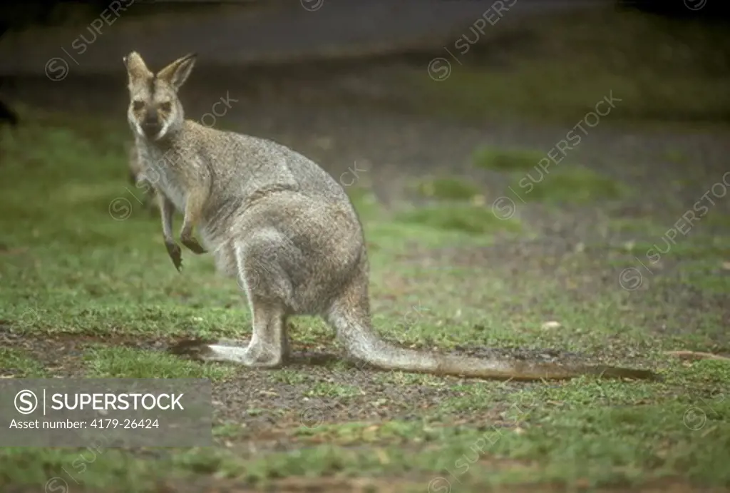 Red-Necked Wallaby  (Macropus rufogriseus)  Bunya Mtns NP, Australia
