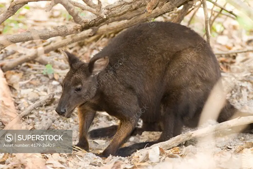 Black Wallaroo (Macropus bernardus), native to northern Australia. Captive: The Territory Wildlife Park, Darwin, NT, Australia