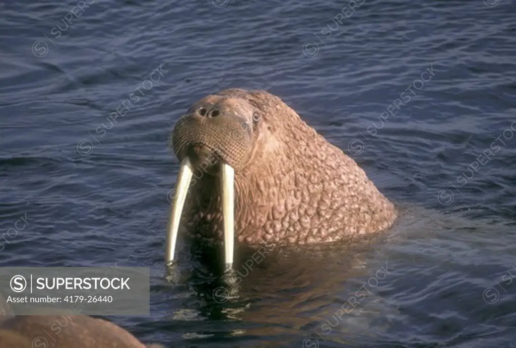 Walrus Bull in shallow water