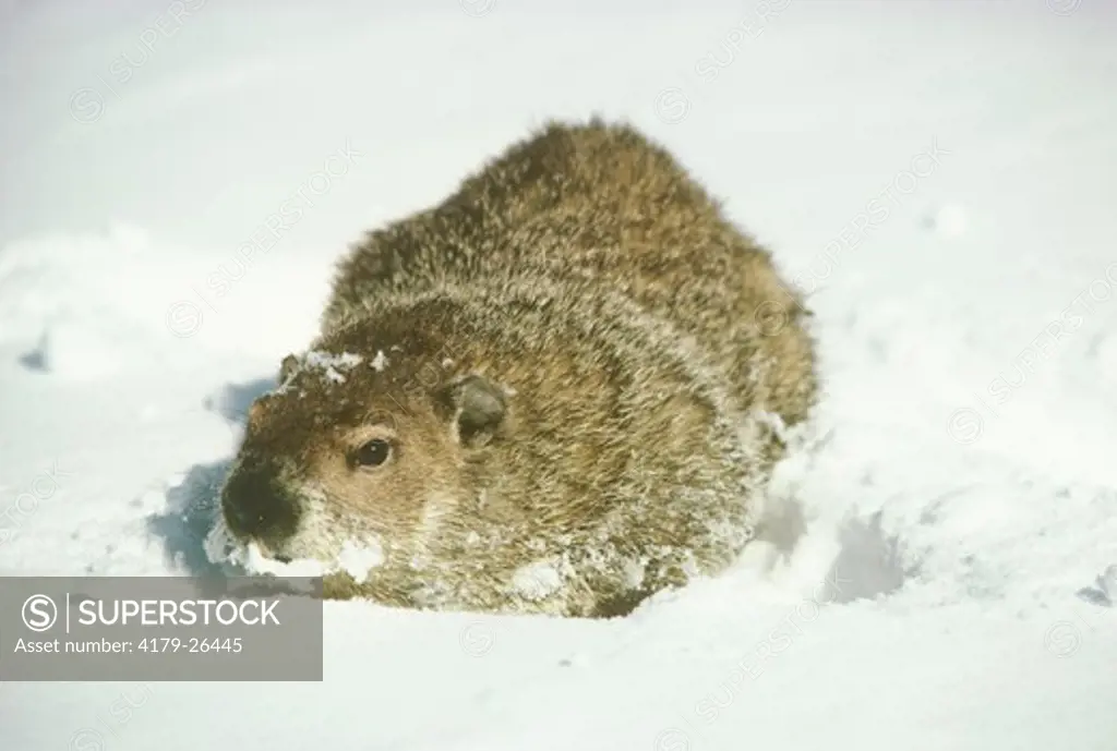 Woodchuck aka Groundhog in Snow,  early February for Groundhog Day