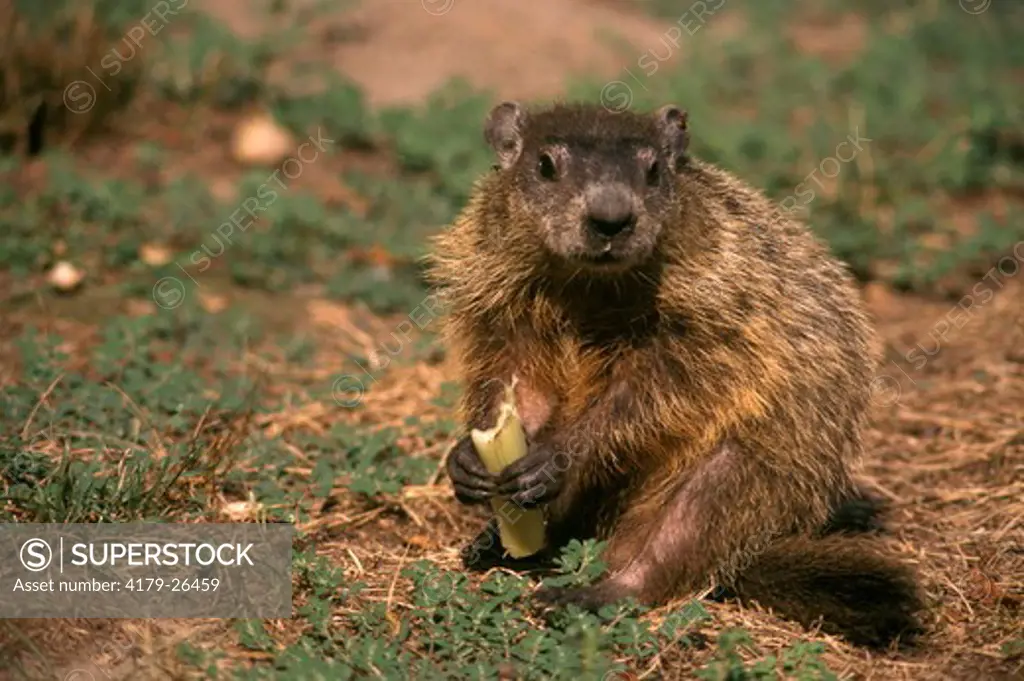 Woodchuck or Groundhog eating Celery (Marmota monax), Brick, NJ garden pest