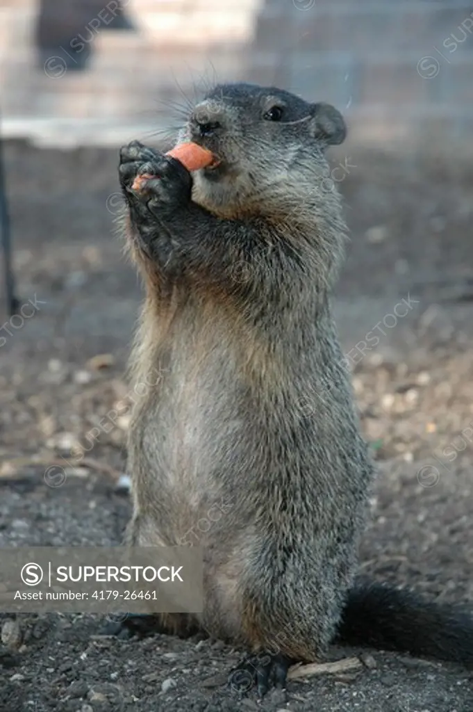 A Woodchuck (Marmota monax) also known as a groundhog, eats carrots in a backyard in Brick, New Jersey.
