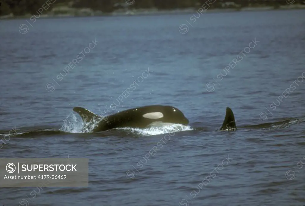 Killer Whale    Porpoising (Orcinus orca) San Juan Is./WA