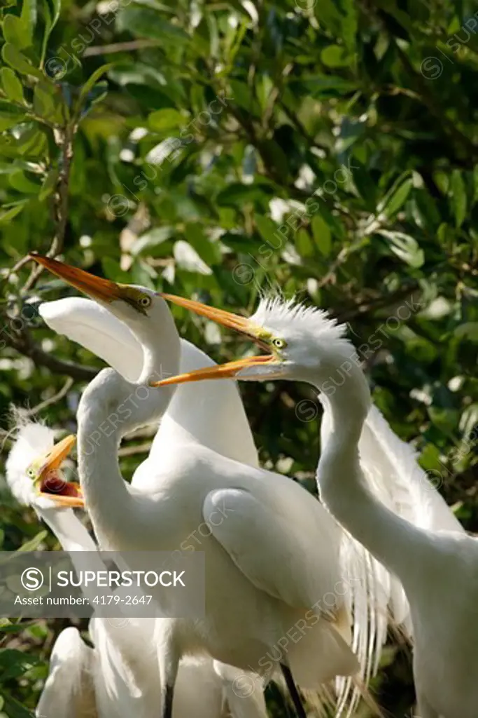 Great egret (Ardea alba) regurgitates food before feeding chicks Alligator farm rookery, St. Augustine, Florida