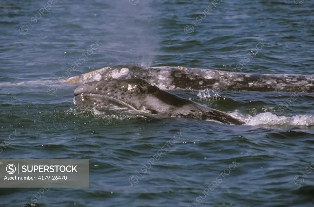 Grey Whale with Calf, San Ignacio Lagoon, Baja, Mexico