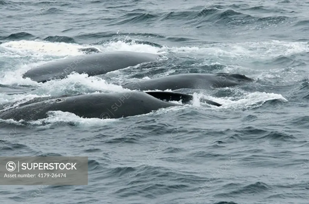Humpback Whales feeding, Antarctica