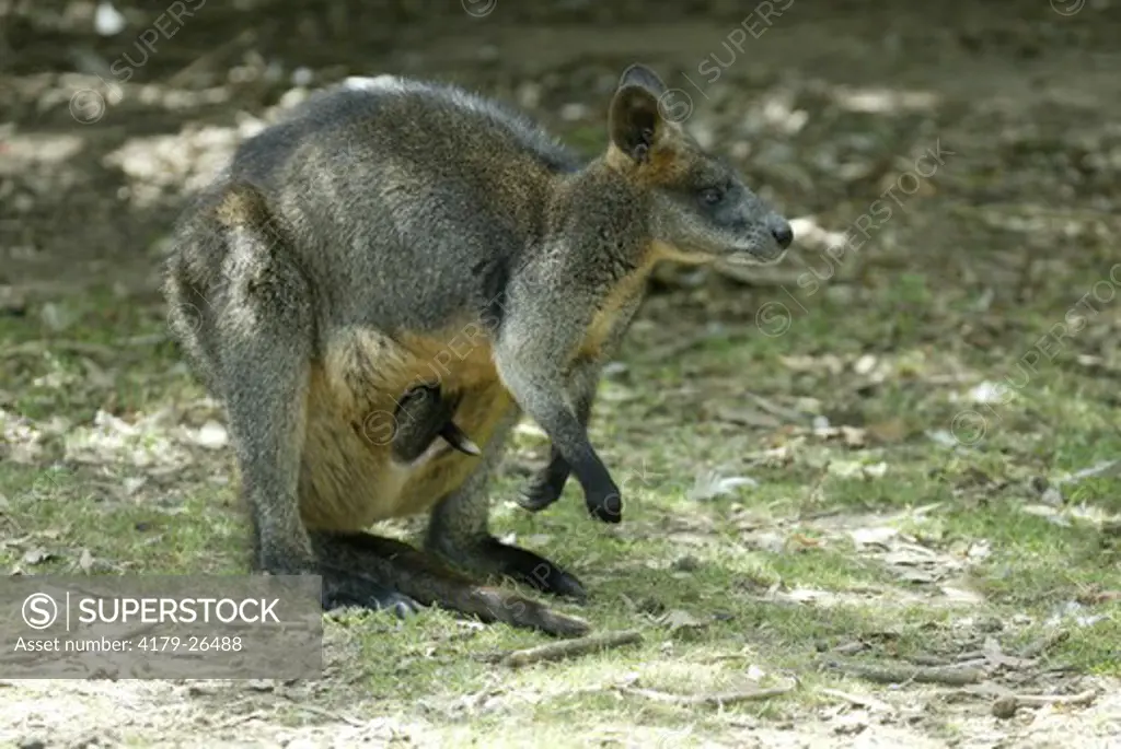 Swamp Wallaby (Wallbia bicolor), adult with young in pouch, Australia