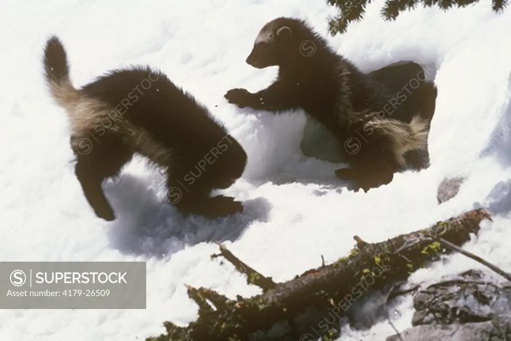 2 Baby Wolverines (G. gulo) playing in Snow, Montana, aka Glutton, Skunk Bear