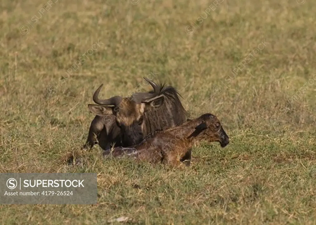 Wildebeest just delivering calf newborn Ngorongoro Crater, Tanzania