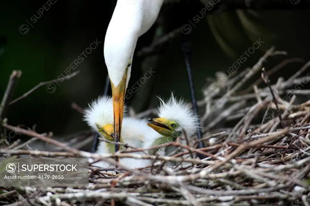 Great White Egret (Egretta alba) Florida, USA, young with mother on tree in nest
