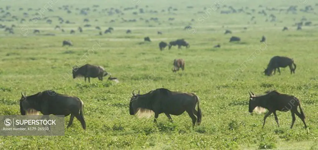 Wildebeest walking, Serengeti National Park, Tanzania
