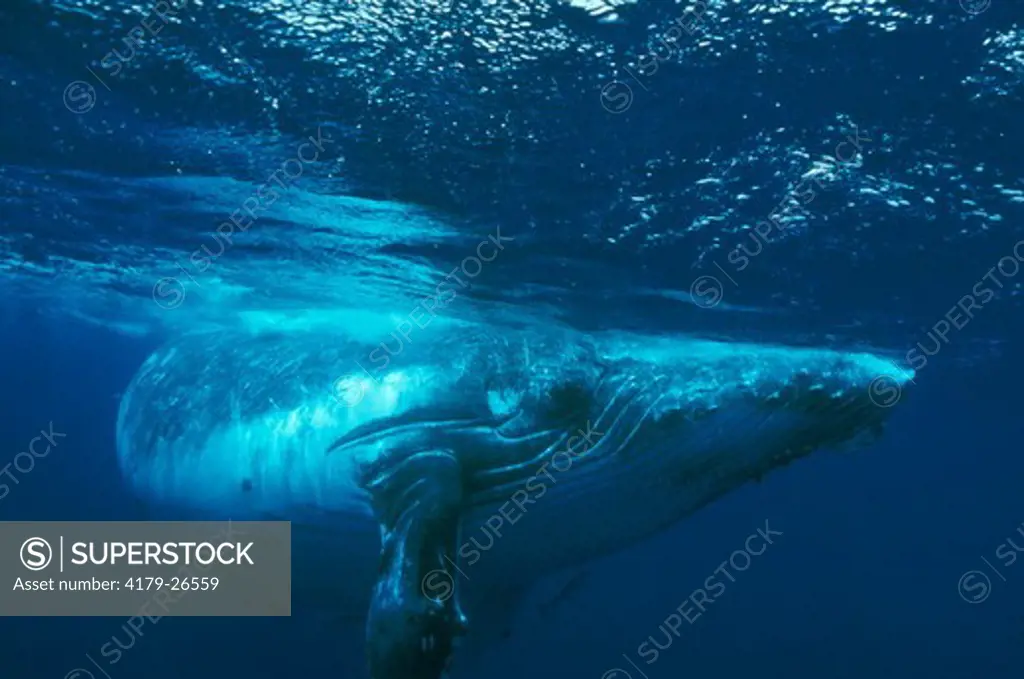 Humpback Whale, Vava'u, Kingdom of Tonga, (Megaptera novaeangliae)