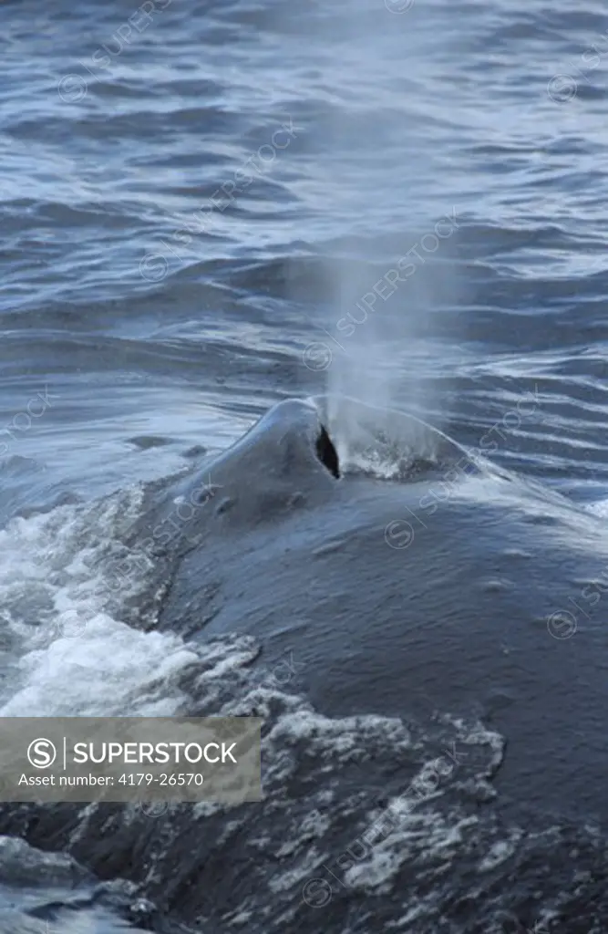 Humpback Whale (Megaptera novaeangliae) Vava'u, Kingdom of Tonga