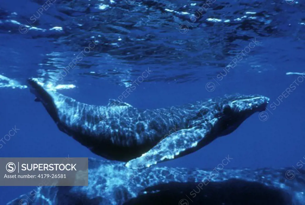 Humpback Whale Calf (Megaptera), Hawaii