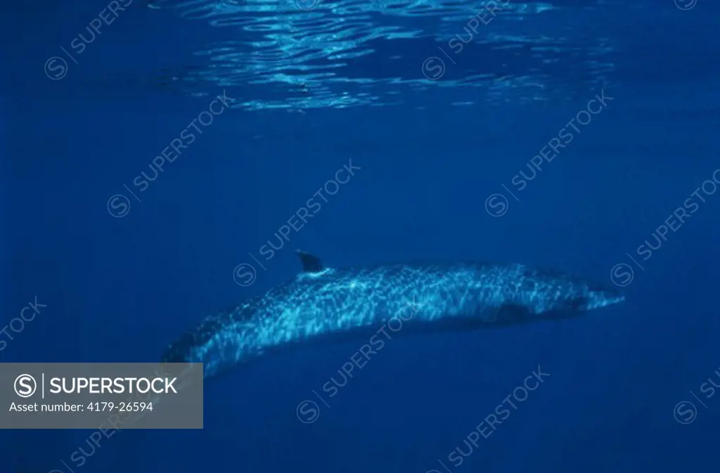 Sei Whale (Balaenoptera borealis) Hawaii