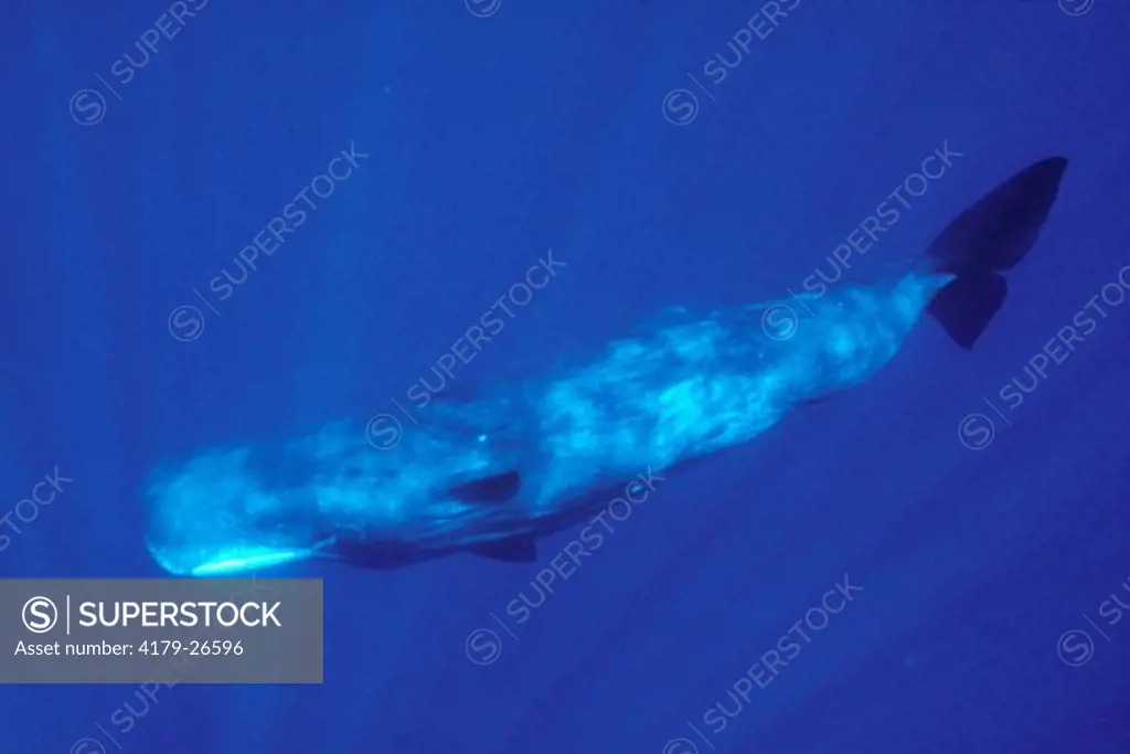 Sperm Whale, Hawaii