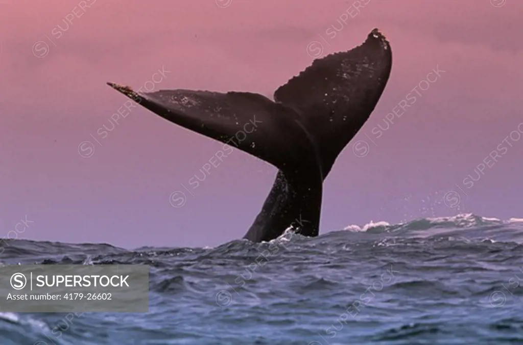 Humpback Whale Fluke (Megaptera novaeangliae), Monterey, CA