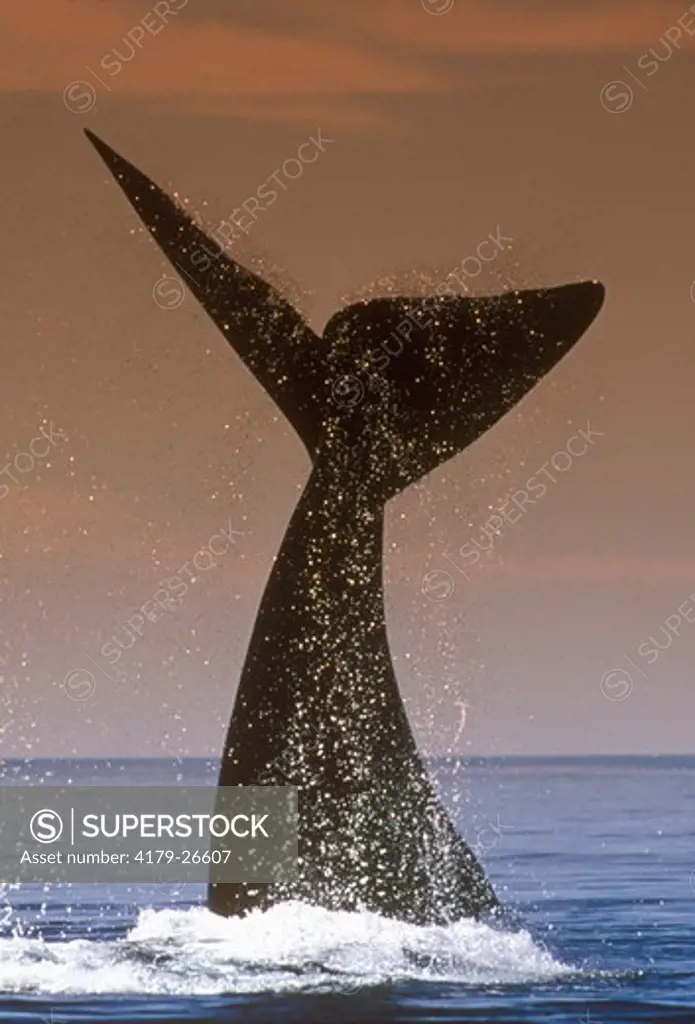 Southern Right Whale (Eubalaena glacialis) Patagonia