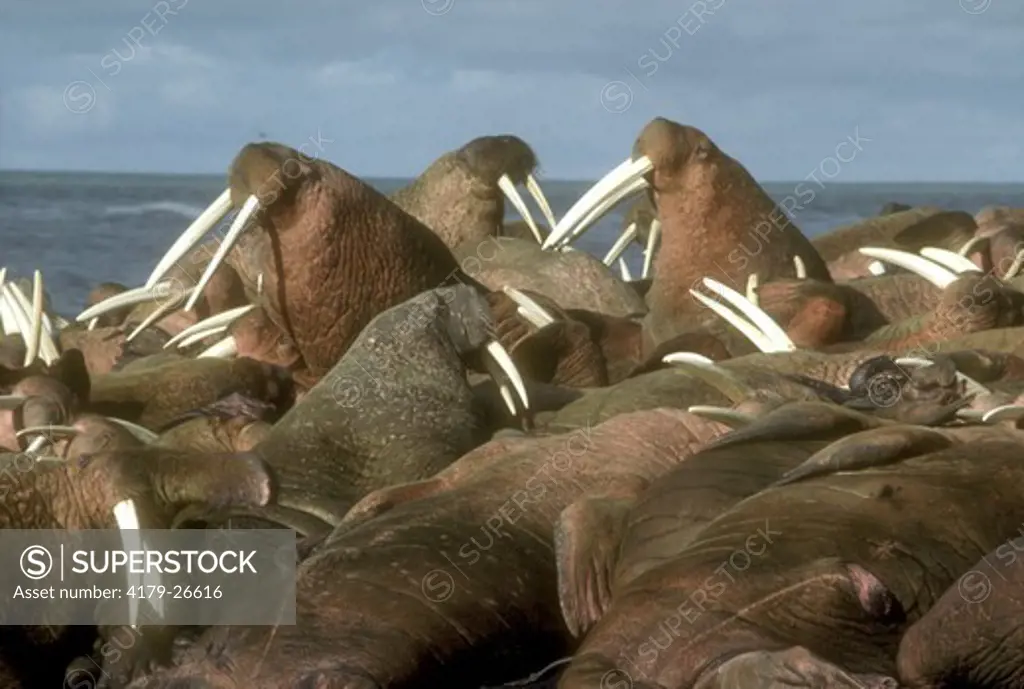 Pacific Walrus  (Odobenus rosmarus) Bristol Bay, Alaska