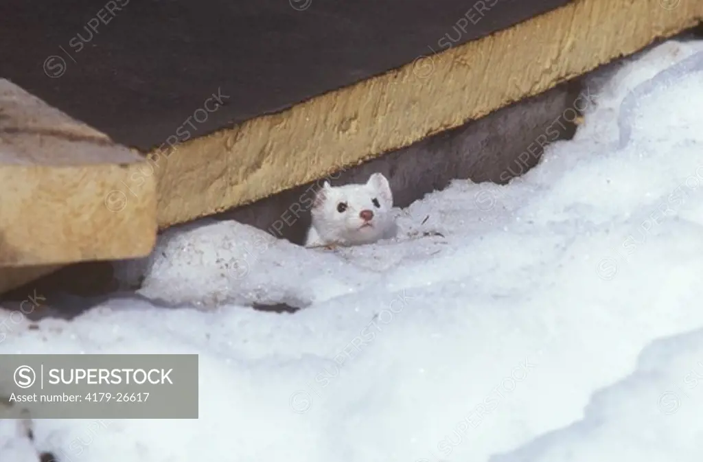 Longtail Weasel  (Mustela frenata) in winter pelage, Grand Teton N.P.