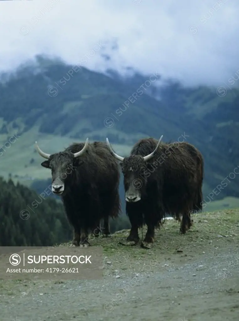 Yak at a Mountain Side, China (Bos grunniens)