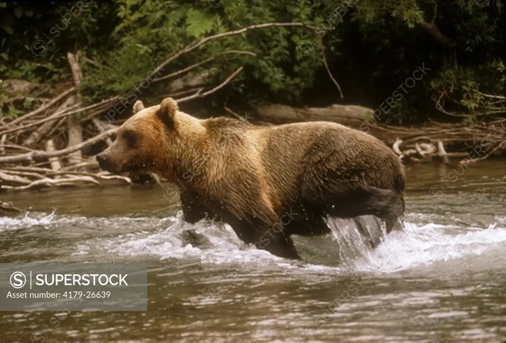 Kamchatka Brown Bear (Ursus horriblis kamchatkii) Kamchatka - Russian Fed.