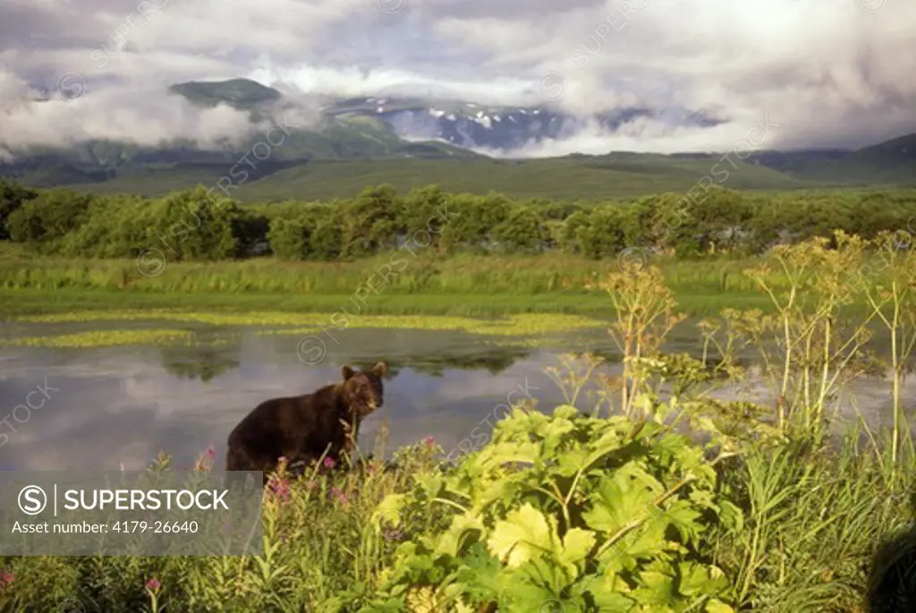 Kamachatka Brown Bear (Ursus horribilis kamchatkii) Kamchatka, Russian Federation
