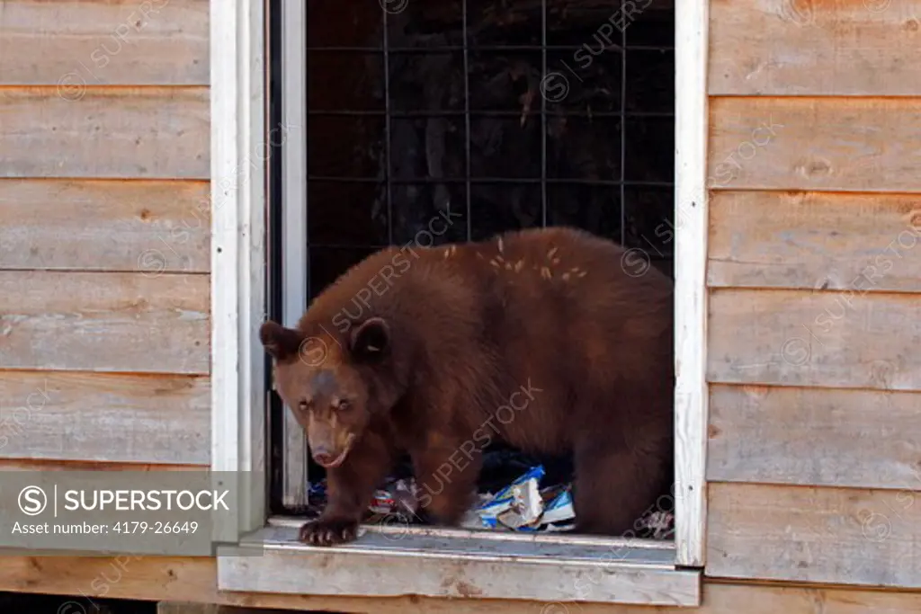 Black Bear cub (Ursus americanus) in cabin door.  Pine County, MN  Captive