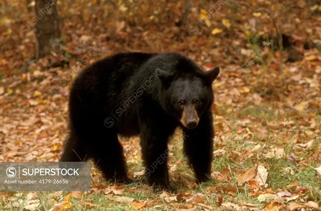 Black Bear (Ursus americanus) Smoky Mtns National Park