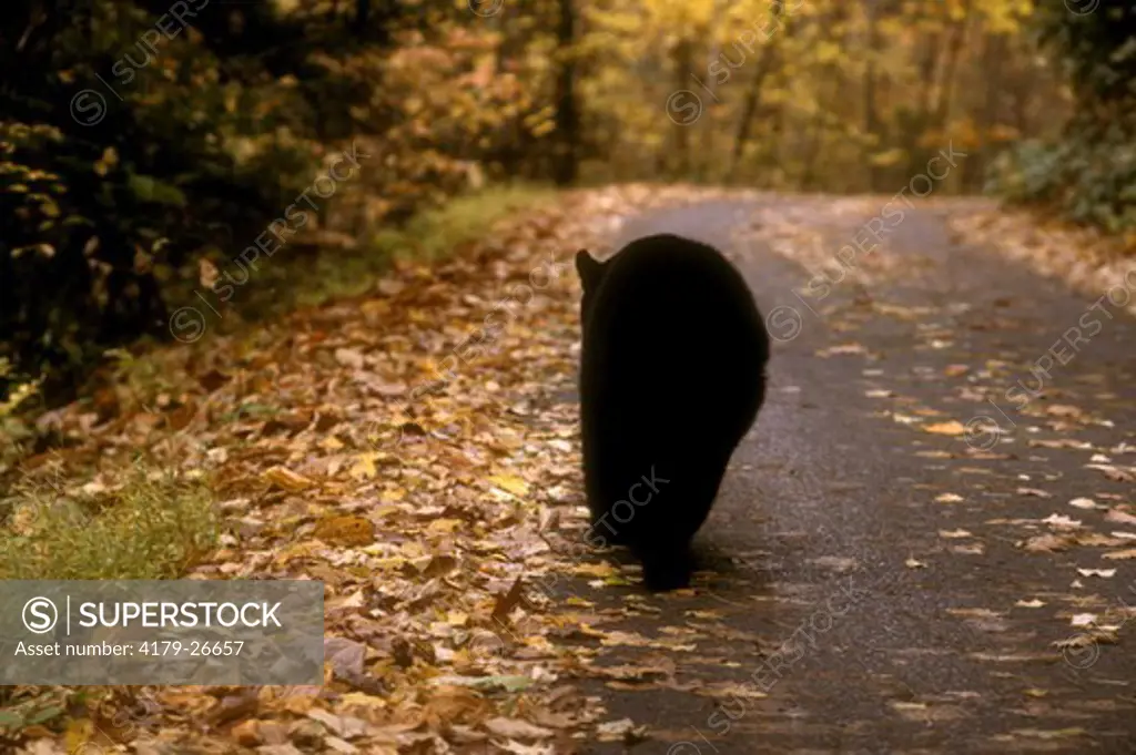Black Bear (Ursus americanus) Smoky Mtn. NP