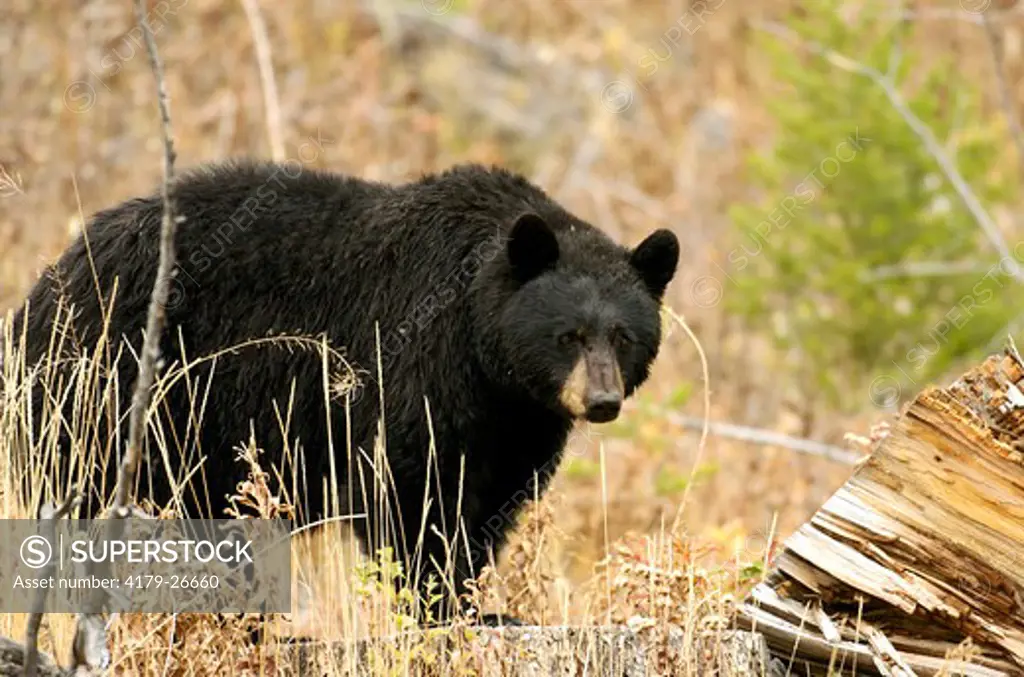 Black Bear  Yellowstone N.P. Wyoming