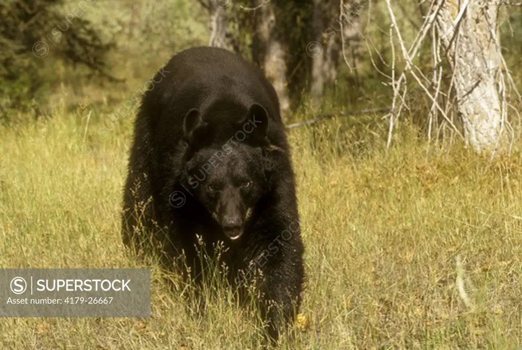 Black Bear (Ursus americanus) Northern Montana