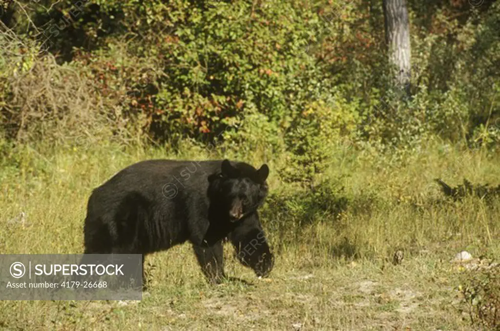 Black Bear (Ursus americanus), N. MT