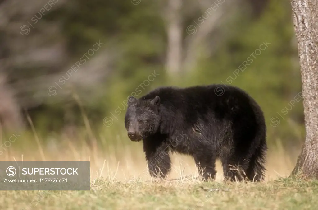 Black Bear, female (Ursus americanus), Great Smoky Mountains N.P., TN
