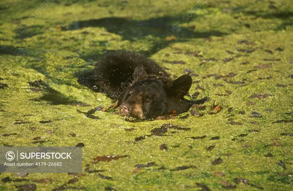 Black Bear (Ursus americanus) swimming in Pond clogged with Algae, MN Minnesota