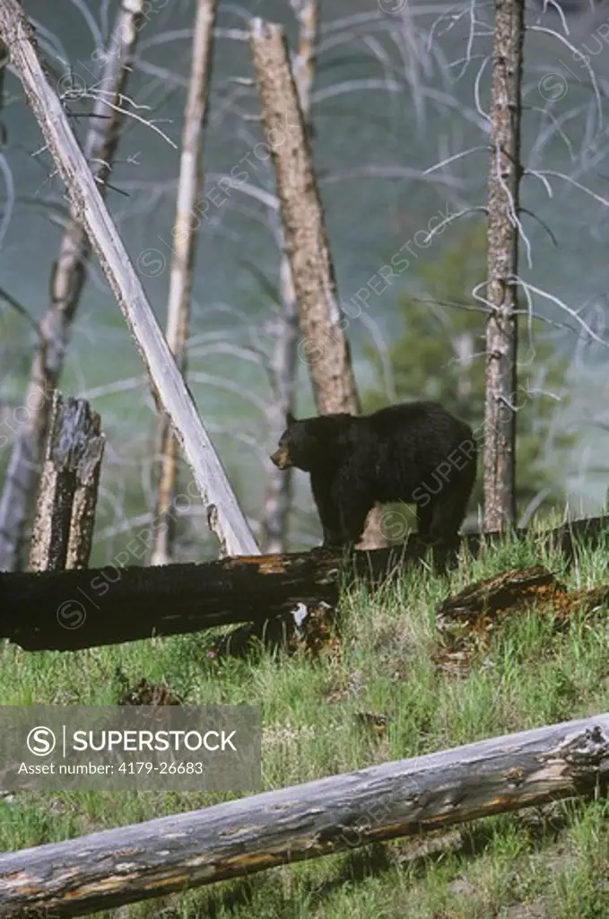 Black Bear Female on burned Log in Forest, Yellowstone NP, Wyoming (Ursus americanus)