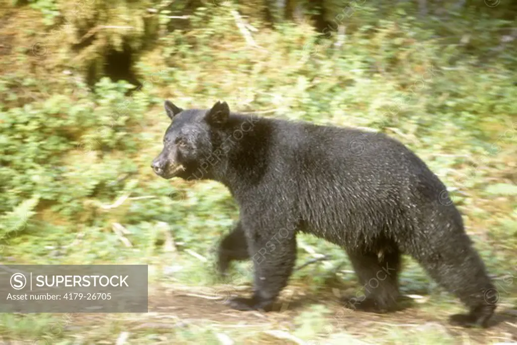 Black Bear (Ursus americanus) Tongass National Forest, AK