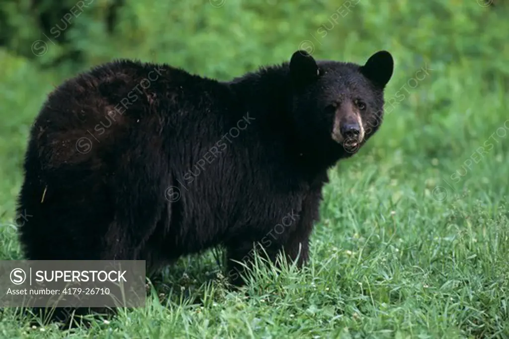 Black Bear (Ursus americanus), large Male, Kabetogama SF, MN, Minesota