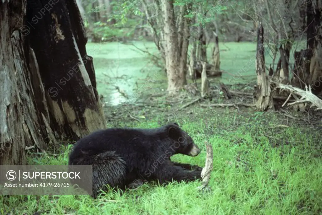 Black Bear in Swamp, Atchafalaya Basin, Louisiana, IC