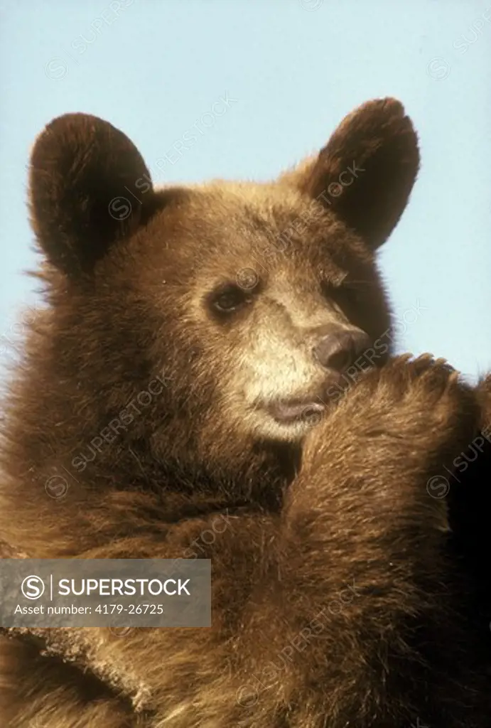 Black Bear (Ursus americanus) Rapid City, SD