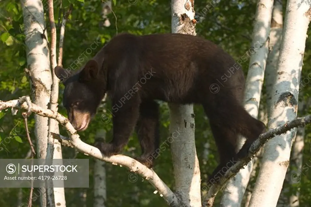 Black Bear (Ursus americanus) up in birch tree Minnesota, Controlled conditions