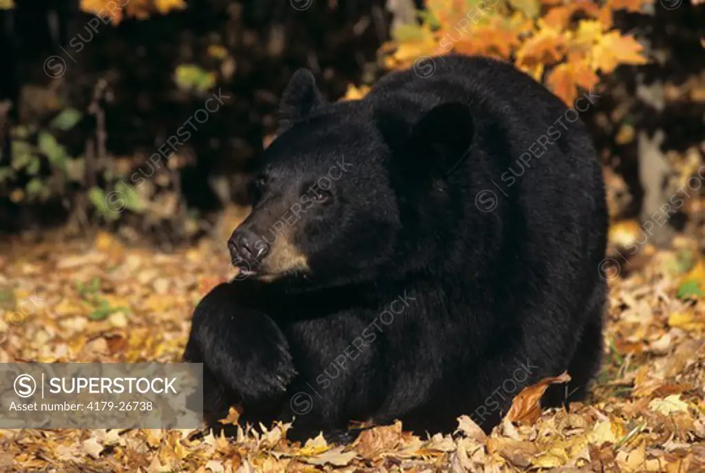 Black Bear Lying in Front of Colorful Trees (Ursus americanus) IN, Indiana