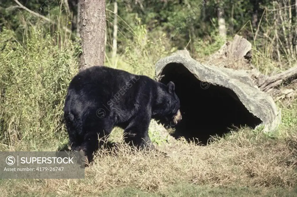 Black Bear Approaching Den (Ursus americanus) Okefenokee Swamp, GA, Georgia
