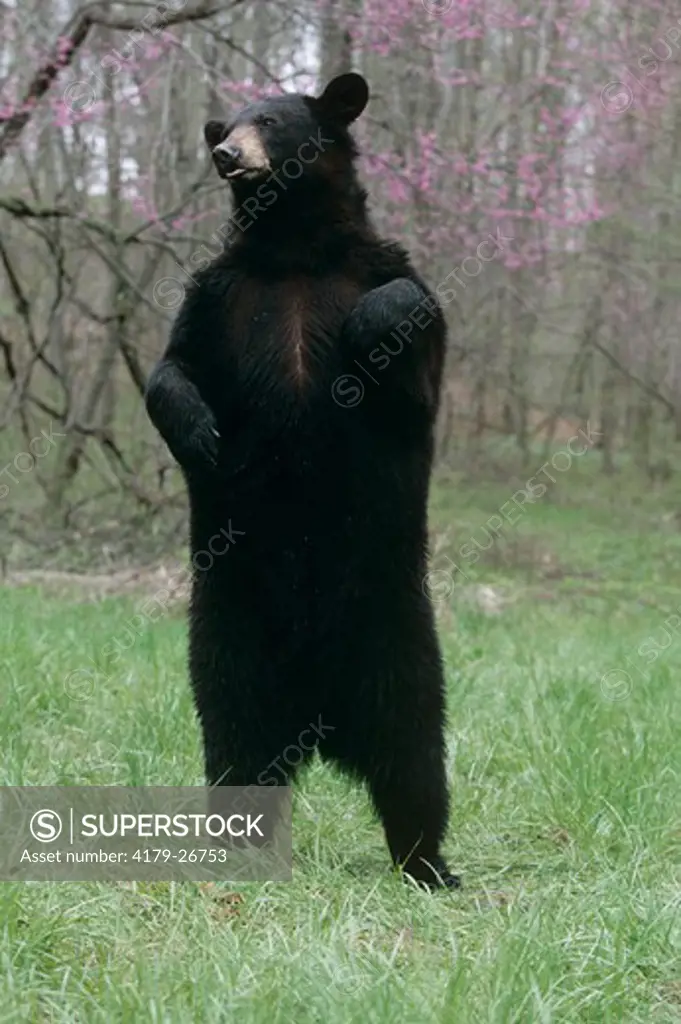 Black Bear standing upright (Ursus americanus)