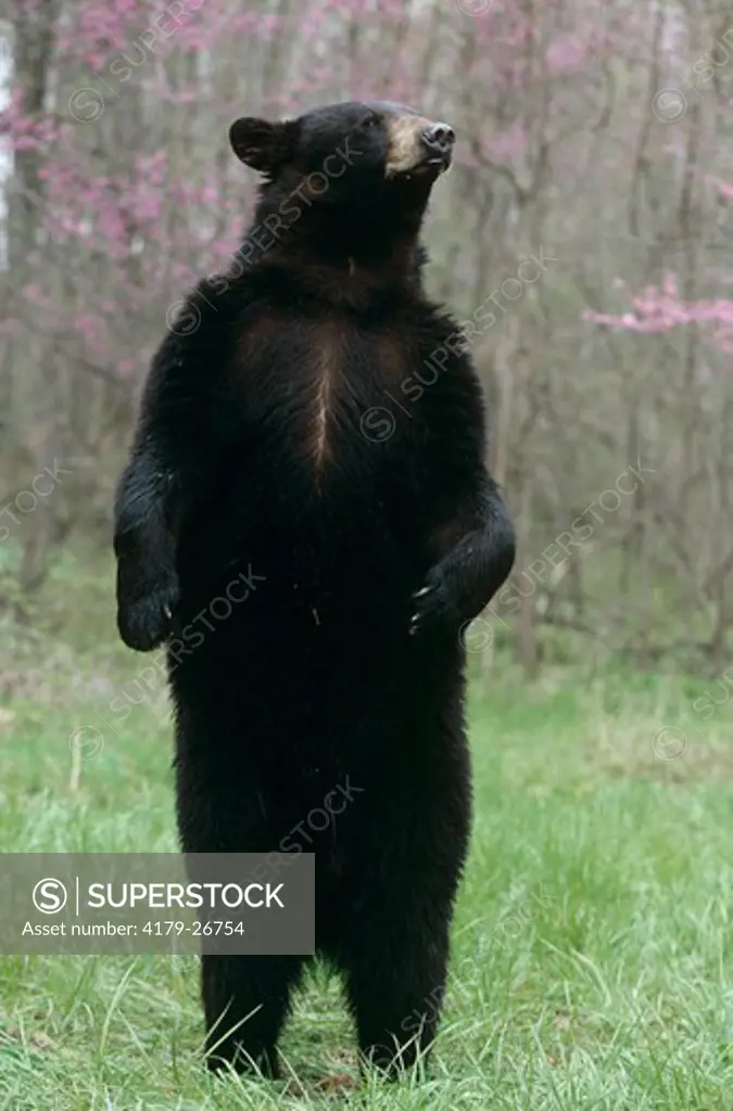 Black Bear standing upright (Ursus americanus)