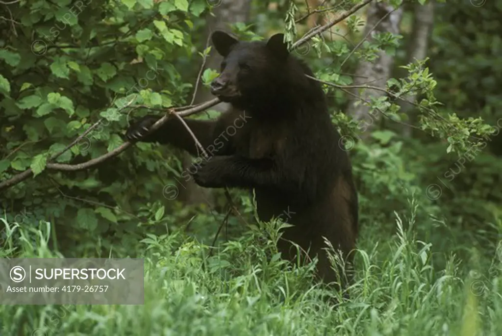 Black Bear(Ursus americanus) posturing behavior year 1, shaking tree branch, Minnesota