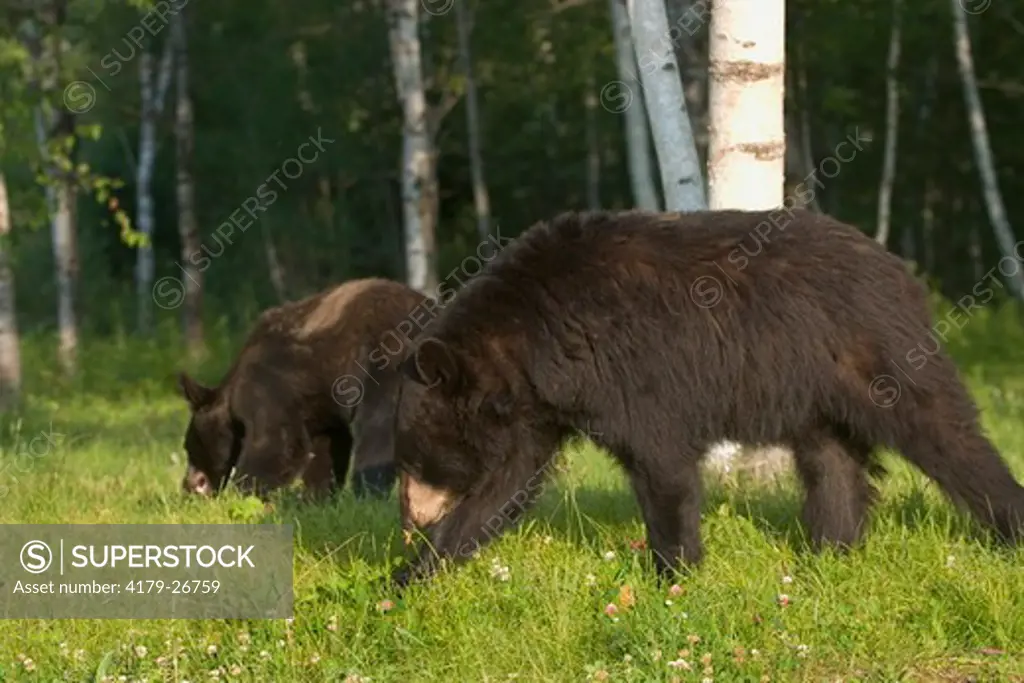 Black Bears (Ursus americanus) in northwoods Minnesota, Controlled conditions