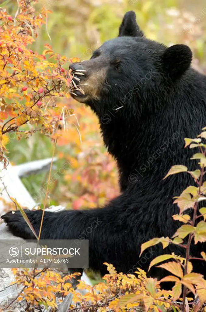 Black Bear  Sow eating berries  Yellowstone N.P. Wyoming