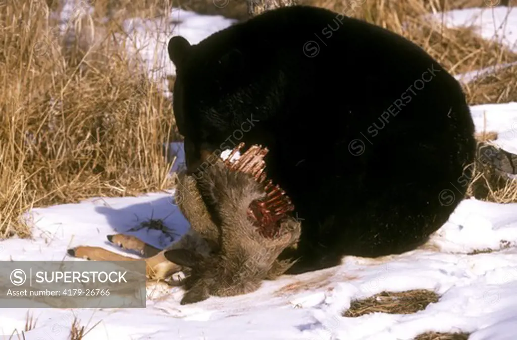 Black Bear feasting on Whitetail Carcass after leaving Hibernation Den (Ursus americanus), Minnesota