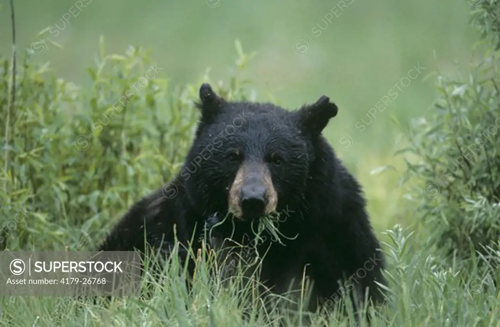 Black Bear eating Grass, male, Yellowstone NP, Wyoming (Ursus americanus)